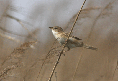 March Grassbird Megalurus pryeri