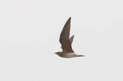 Oriental Pratincole Glareola maldivarum