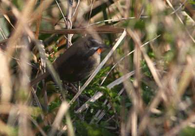 Siberian Rubythroat Luscinia calliope