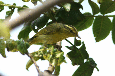 Sulphur Breasted Leaf Warbler Phylloscopus claudiae