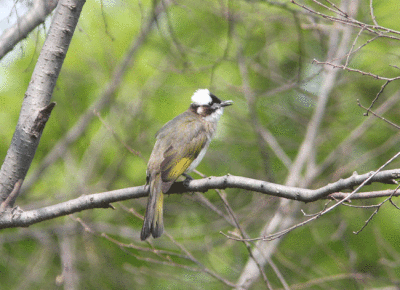 Chinese Bulbul Pycnonotus sinensis