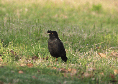 Crested Myna Acridotheres cristatellus