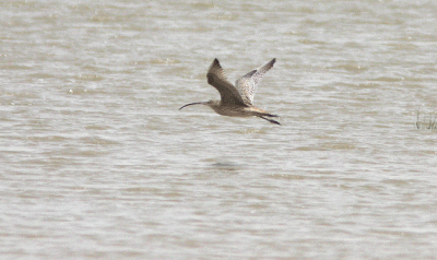 Far Eastern Curlew Numenius madagascariensis