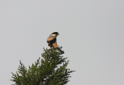 Long Tailed Shrike Lanius schach
