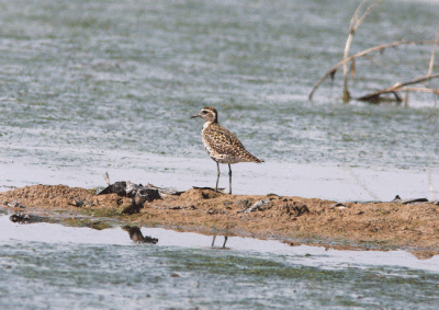 Pacific Golden Plover Pluvialis fulva