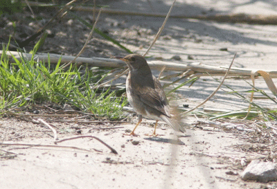 Pale Thrush Turdus pallidus