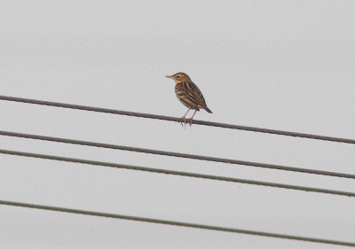 Pechora Pipit Anthus gustavi