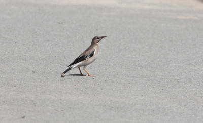 Redbilled Starling Sturnus sericeus