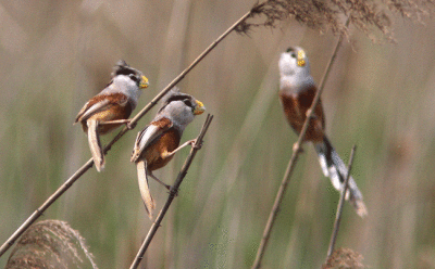 Reed Parrotbill Paradoxornis gularis