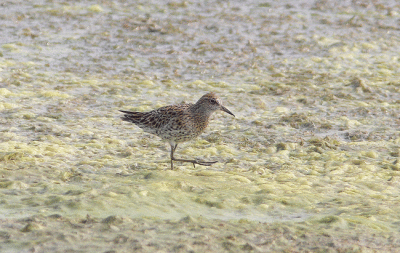 Sharp Tailed Sandpiper Calidris acuminata