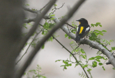 Yellow Rumped Flycatcher Ficedula zanthopygia