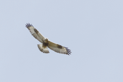 Fjällvråk, juvenile Rough Legged Buzzard Buteo Lagopus