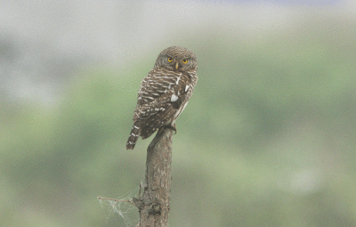 Asian Barred Owlet Glaucidium cuculoides