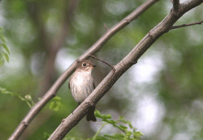 Asian Brown Flycatcher Muscicapa dauurica