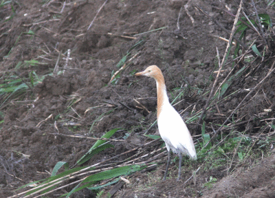 Eastern Cattle-Egret Bubulcus coromandus