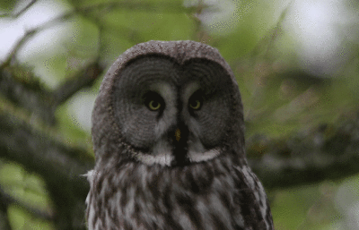 Great Grey Owl
