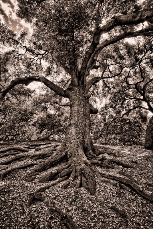 Oak Tree