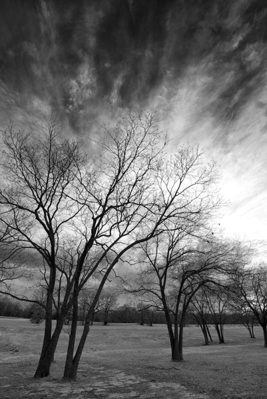 Winter Trees and Sky