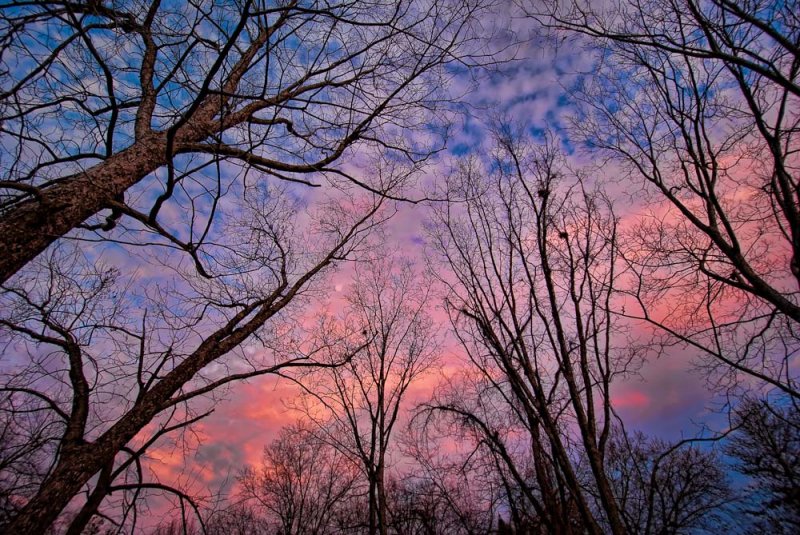 Winter Trees and Sky