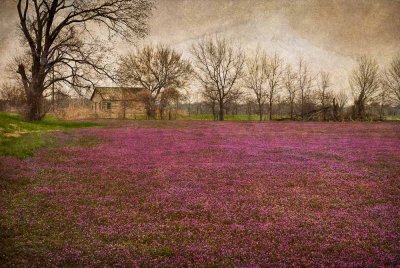 Spring Landscape