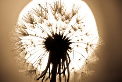 Dandelion