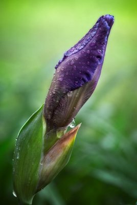 Iris Bud