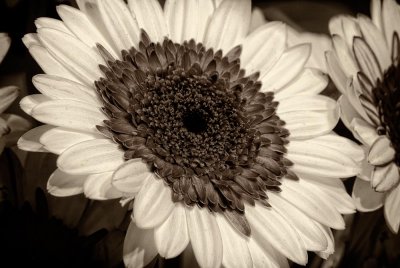 Sepia-Toned Sunflower