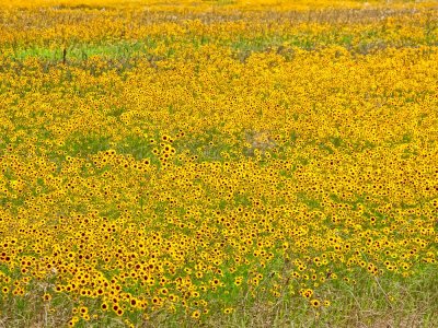 Field of Flowers