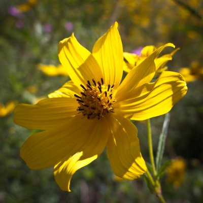 Autumn Flower