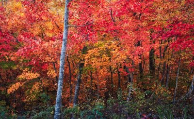 Arkansas Autumn