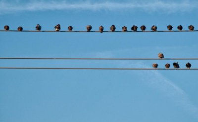 20 Birds on Three Wires