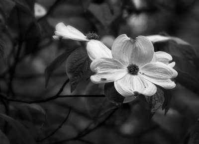 Dogwood Blossom in Black and White