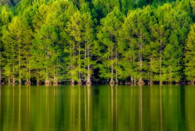 Cypress trees and reflections
