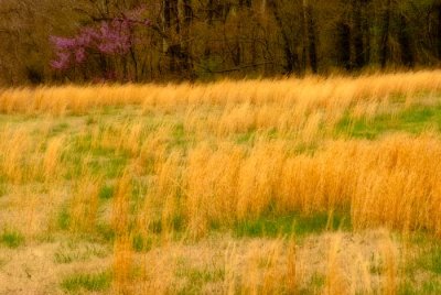 Blowing Grasses and Redbud