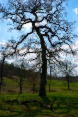 Oak Tree In Early Spring