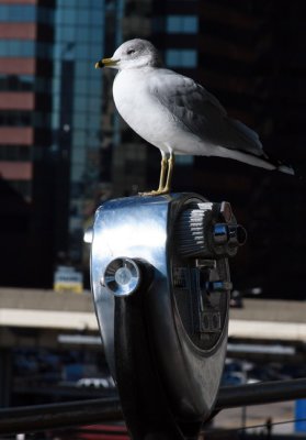 Seagull in Sea Port