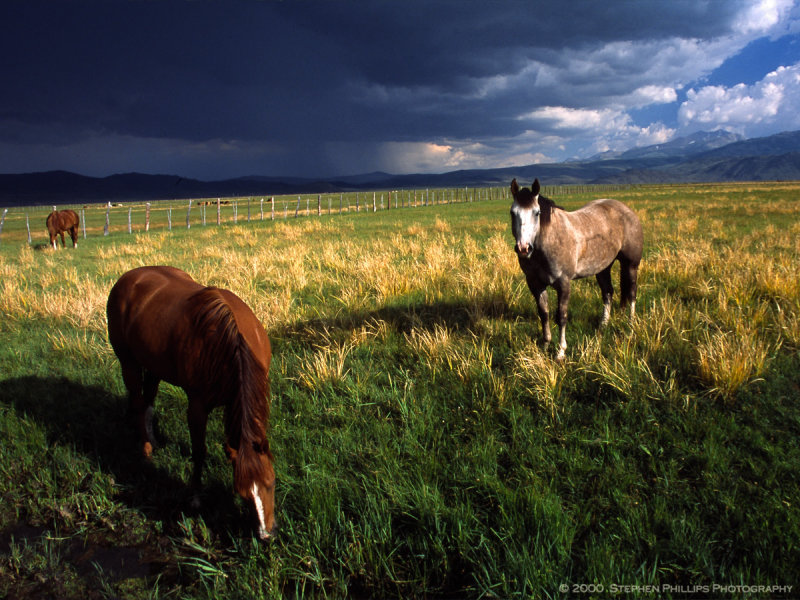 Horses Before the Storm - (2000)