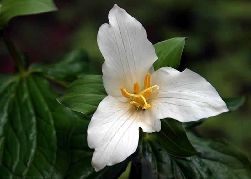 Trillium