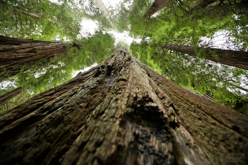 Redwood Grove