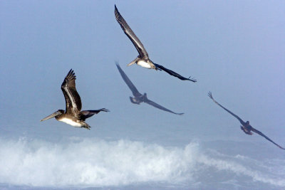 Pelicans In Flight