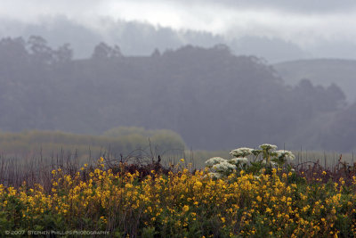 Ridge at Pescadero