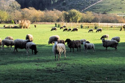 Pescadero Sheep Ranch