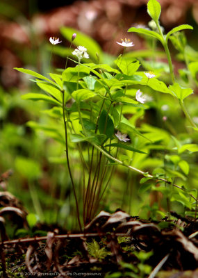 Foliage Along the Forest Floor