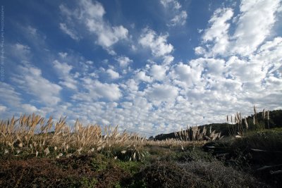 Sea of Sunlit Reeds