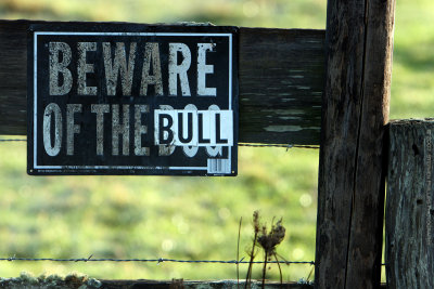 Beware of the Bull - Dog