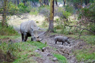 Mama  Baby Rhino