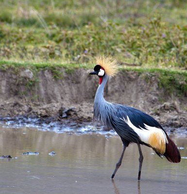 Grey crowned Crane