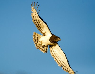 Black chested Snake Eagle in Flight