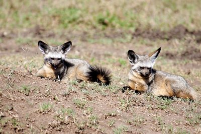 Bat Eared Foxes