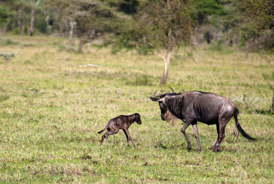 Just Born Wildebeest